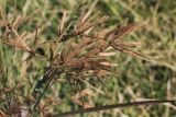 Cyperus longus