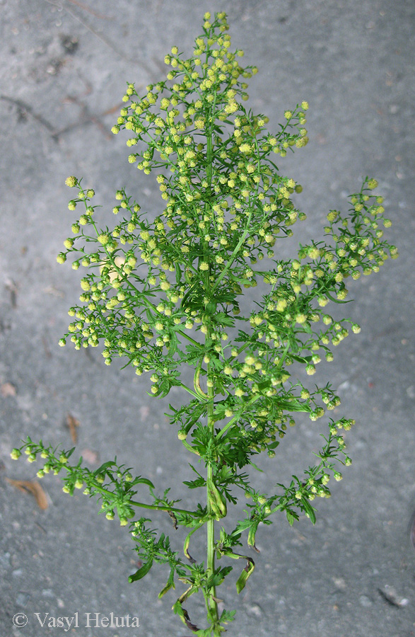 Image of Artemisia annua specimen.