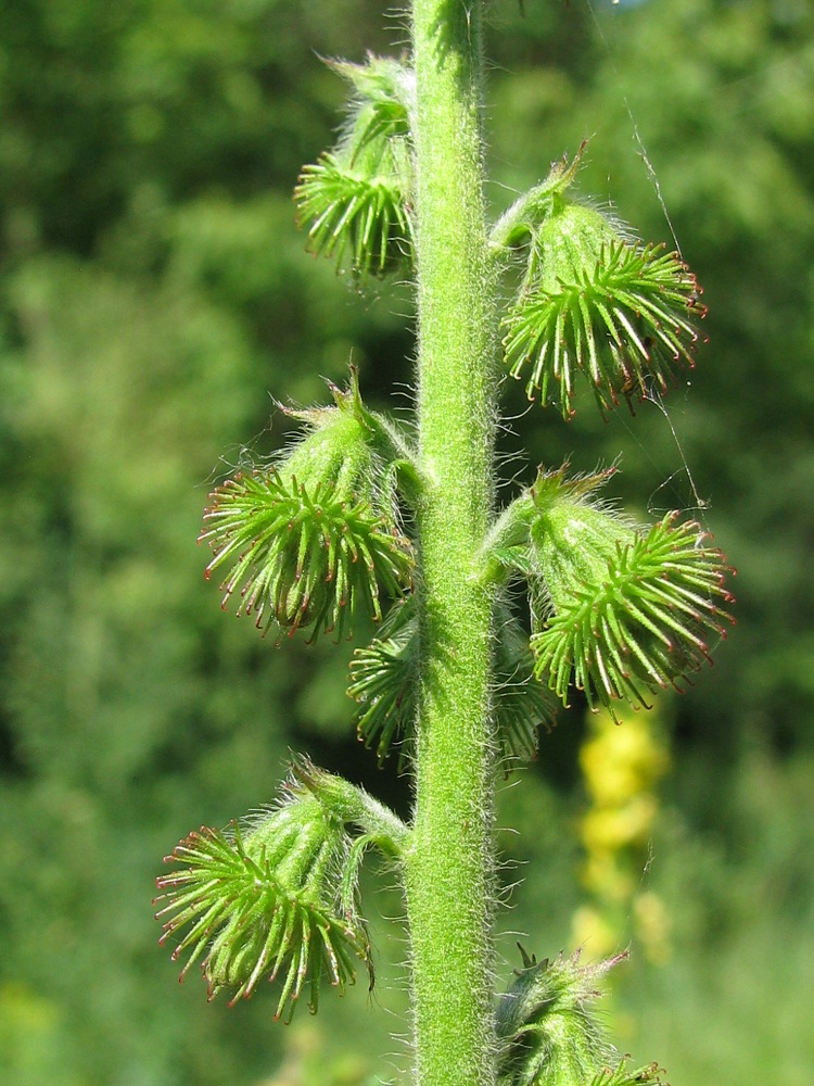 Изображение особи Agrimonia eupatoria ssp. grandis.