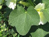 Alcea rugosa