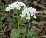 Pachyphragma macrophyllum