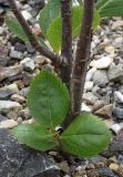 Sorbus chamaemespilus