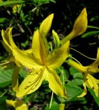 Rhododendron luteum