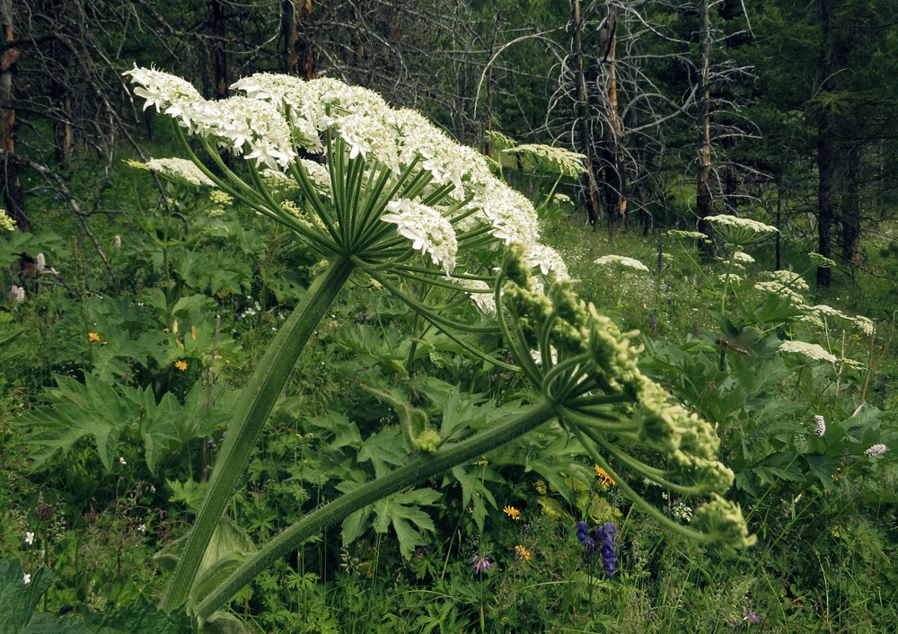 Изображение особи Heracleum dissectum.