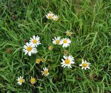 Leucanthemum ircutianum. Соцветия. Республика Коми, окр. села Усть-Илыч, берег р. Печора. 15.08.2014.