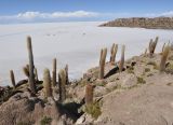 Trichocereus atacamensis. Взрослые растения на горном склоне. Боливия, солар Уюни, остров Пескадо. 17 марта 2014 г.