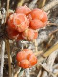 Ephedra intermedia