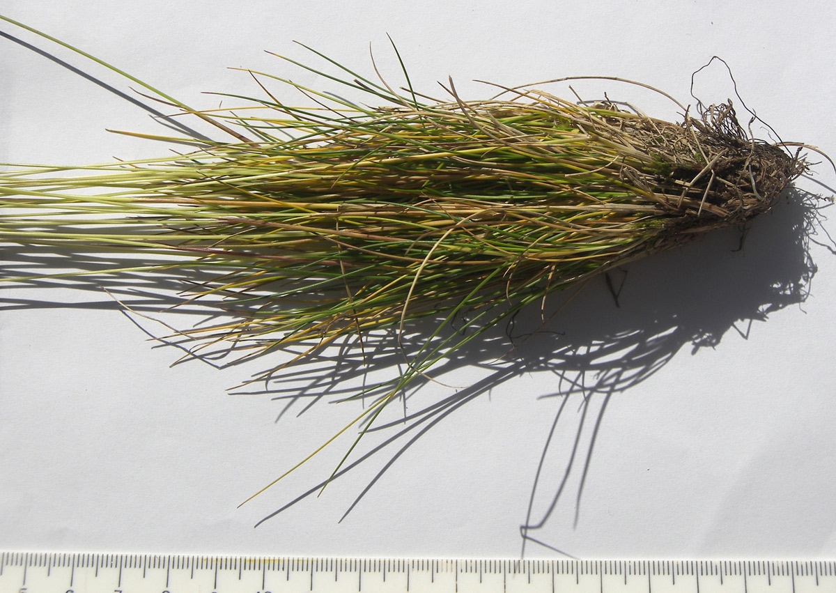 Изображение особи Festuca ovina.