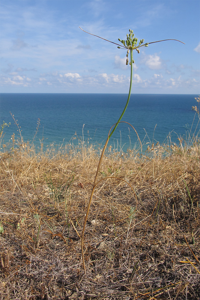 Изображение особи Allium paczoskianum.