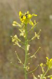 Erysimum czernjajevii. Верхушка соцветия с цветками и завязавшимися плодами. Казахстан, Алматинская обл. возле вдхр. Капчагай. 26.04.2015.