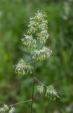 Dactylis glomerata