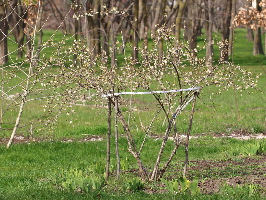 Жимолость душистая (Lonicera fragrantissima)