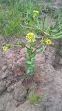 Lepidium perfoliatum