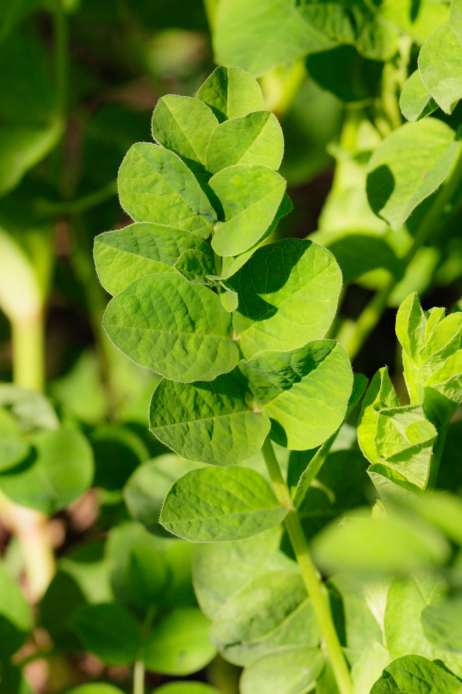 Изображение особи Astragalus glycyphyllos.