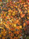 род Cotoneaster. Побеги с плодами и листьями в осенней окраске. Санкт-Петербург. 11 ноября 2009 г.
