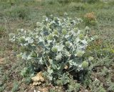 Eryngium maritimum. Цветущее растение. Крым, Арабатская стрелка, псаммофитная степь. 12 июля 2016 г.