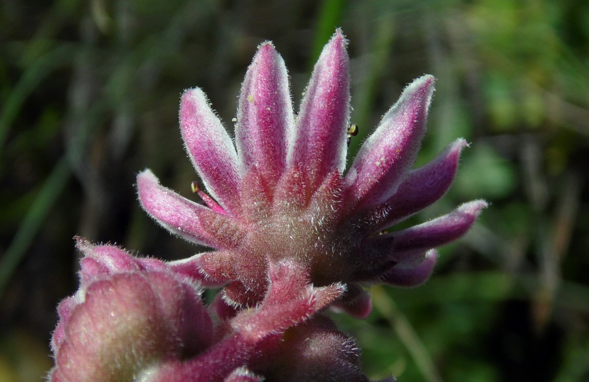 Изображение особи Sempervivum caucasicum.