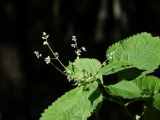 Isodon japonicus var. glaucocalyx