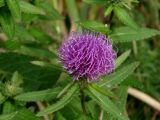 Cirsium vlassovianum. Верхушка побега с соцветием. Приморье, окр. г. Находка, сырой луг. 12.09.2016.