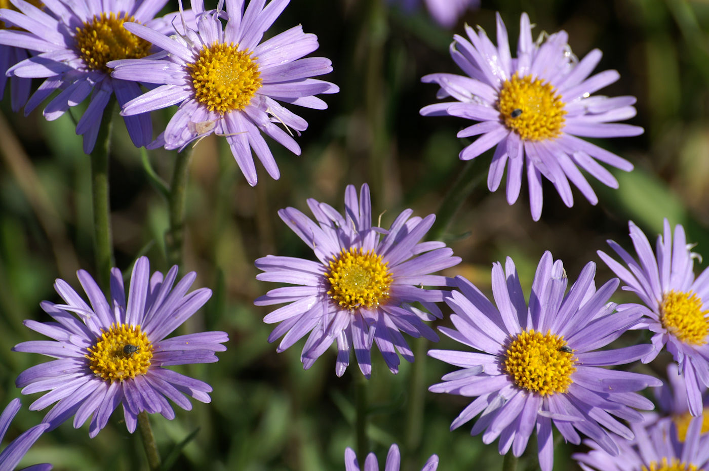 Изображение особи Aster alpinus.