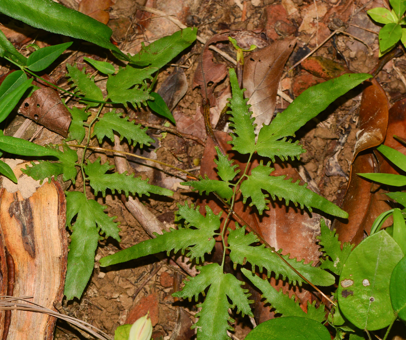 Изображение особи Lygodium polystachyum.