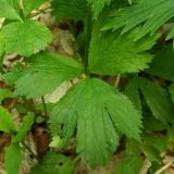 Ranunculus crimaeus