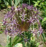 Allium cristophii. Соцветие. Краснодарский край, г. Усть-Лабинск, в культуре на приусадебном участке (голландский материал). 27.05.2017.