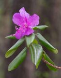 Rhododendron ledebourii. Побег с цветком. Республика Алтай, Шебалинский р-н, окр. с. Камлак, правый борт долины р. Сема, надпойменная терраса, сосновый лес. 30.04.2017.