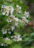 Viburnum opulus. Верхушки побегов с соцветиями и кормящимися бабочками-боярышницами (Aporia crataegi). Республика Алтай, Шебалинский р-н, окр. с. Камлак, сосновый лес. 09.06.2017.