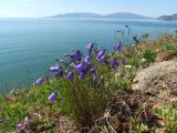 Campanula rotundifolia. Цветущее растение с цветками и бутонами. Магаданская обл., Ольский р-н, Ольское побережье, сопка над морем в окр. мыса Нюкля. 09.07.2016.