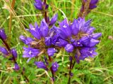 Campanula glomerata. Соцветия. Беларусь, Гродненская обл., Новогрудский р-н, Кошелевский сельсовет, дер. Скрыдлево, злаково-разнотравный суходольный луг. 24.07.2017.