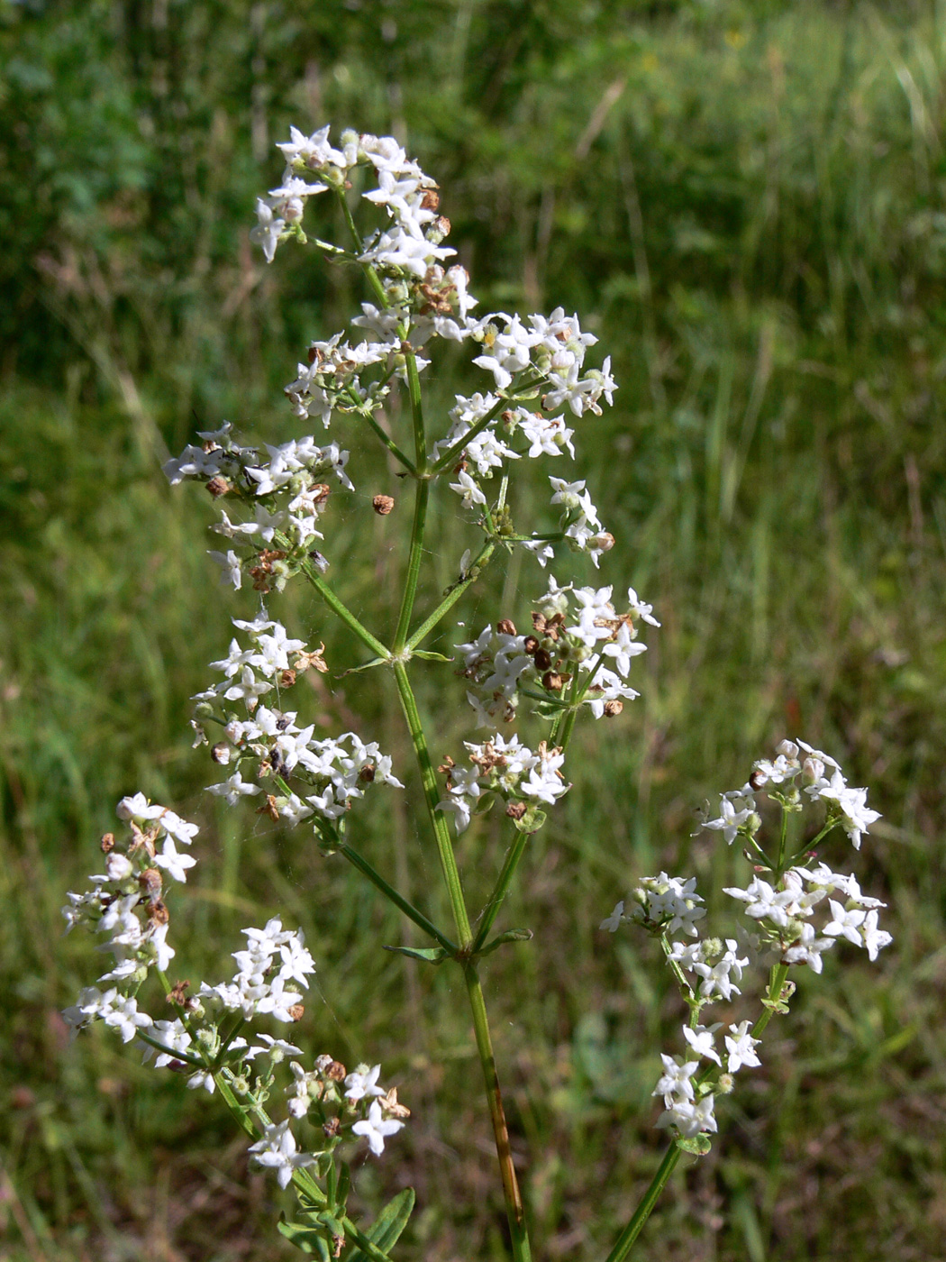 Изображение особи Galium boreale.