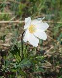 Anemone sylvestris. Верхушка побега с цветком. Якутия, окр. с. Ст. Табага, склон сопки. 14.06.2016.