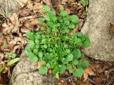 Cardamine umbellata