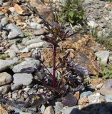 Barbarea orthoceras