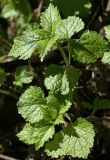 Galeobdolon luteum. Верхушки побегов с бутонами. Костромская обл., Костромской р-н, окр. пос. Козловы Горы, сероольшанник вдоль берега р. Волга. 07.05.2017.