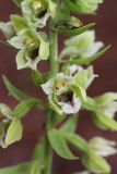 Epipactis krymmontana