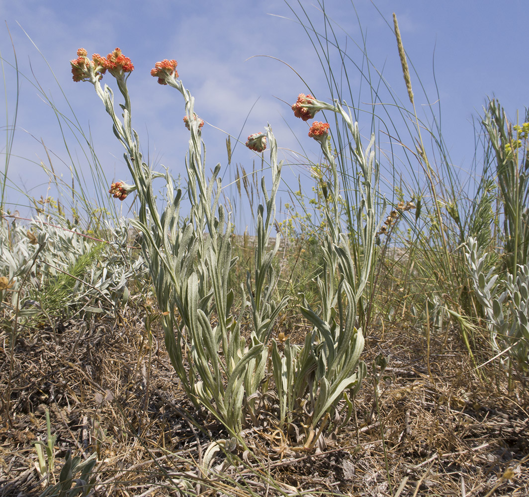 Изображение особи Helichrysum arenarium.