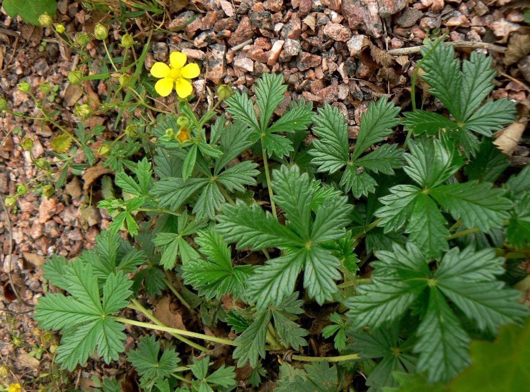 Изображение особи род Potentilla.