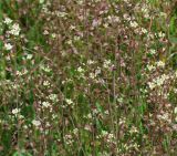 Capsella bursa-pastoris