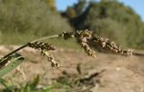 Echinochloa crus-galli. Соплодие. Краснодарский край, г. Усть-Лабинск, берег р. Кубань, обсыхающий берег. 13.10.2018.