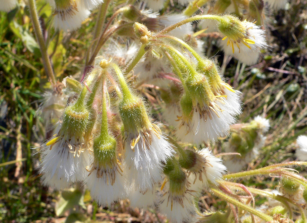 Изображение особи Tephroseris palustris.