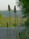 Plantago lanceolata