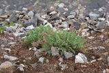 Oxytropis campestris. Плодоносящее и вегетирующее (на заднем плане) растения. Финляндия, муниципалитет Савонлинна, окр. туркомплекса Харьюн Портти, берег оз. Пурувеси (прол. Туунаансалми). 04.08.2018.