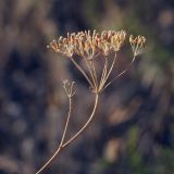 Falcaria vulgaris. Верхушка плодоносящего побега. Крым, Сакский р-н, окр. пос. Прибрежное, закустаренное степное прибрежье между морем и Симферопольским шоссе. 10.08.2017.