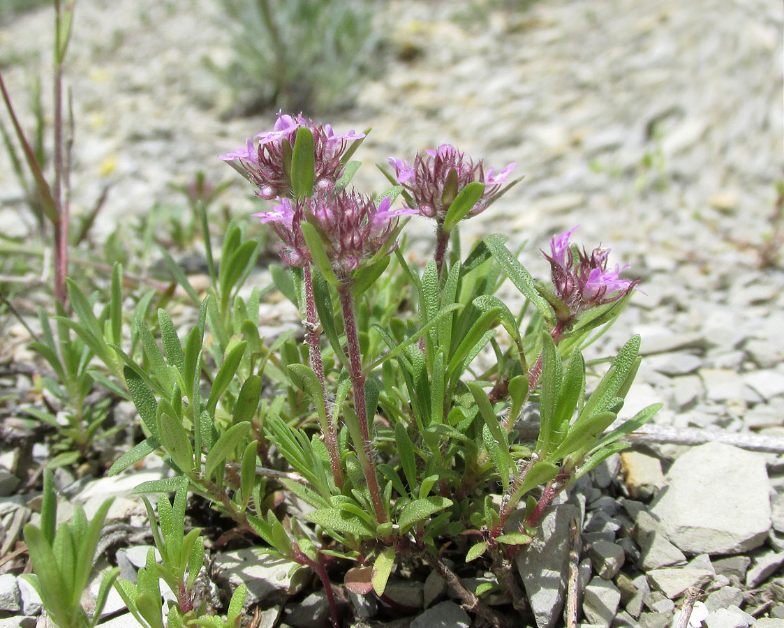 Изображение особи род Thymus.