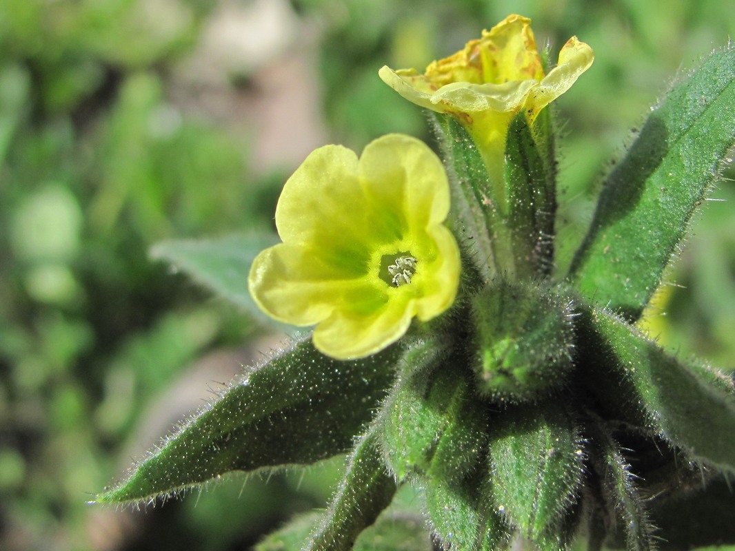 Изображение особи Nonea flavescens.