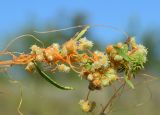 Cuscuta cesatiana