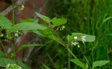 Solanum nigrum. Верхушка побега с цветками и бутонами. Пермь, Свердловский р-н, центр города, в щелях между тротуарными плитками. 4 сентября 2019 г.