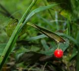 Ruscus colchicus